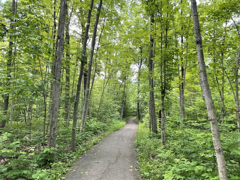 Late spring woods